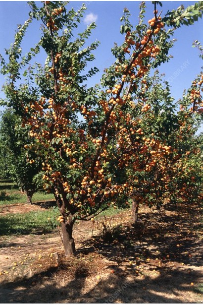 Абрикос Ананасный Цюрупинский | Абрикос Ананасовий Цюрупинський | Prunus armeniaca Ananasnyy Tsyurupynskyy